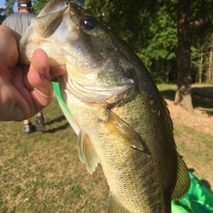 Meet your Posher, Samuel